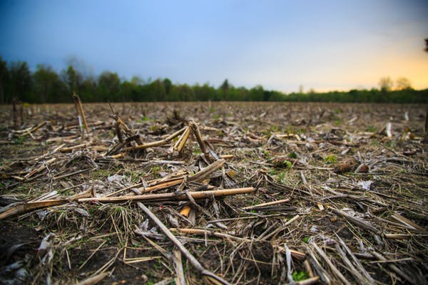 Cut and fallen stalks from last-year’s harvest lay scattered on a field to improve soil quality. (Shutterstock) 
